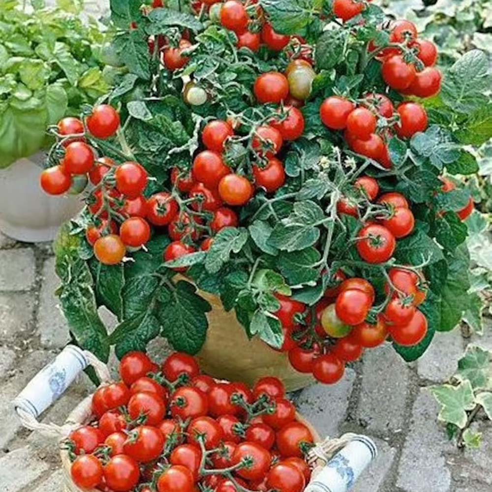 petite tomato petite tomato kiyooka Chiquita Pot Tomato Seeds | Aerospring Hydroponics