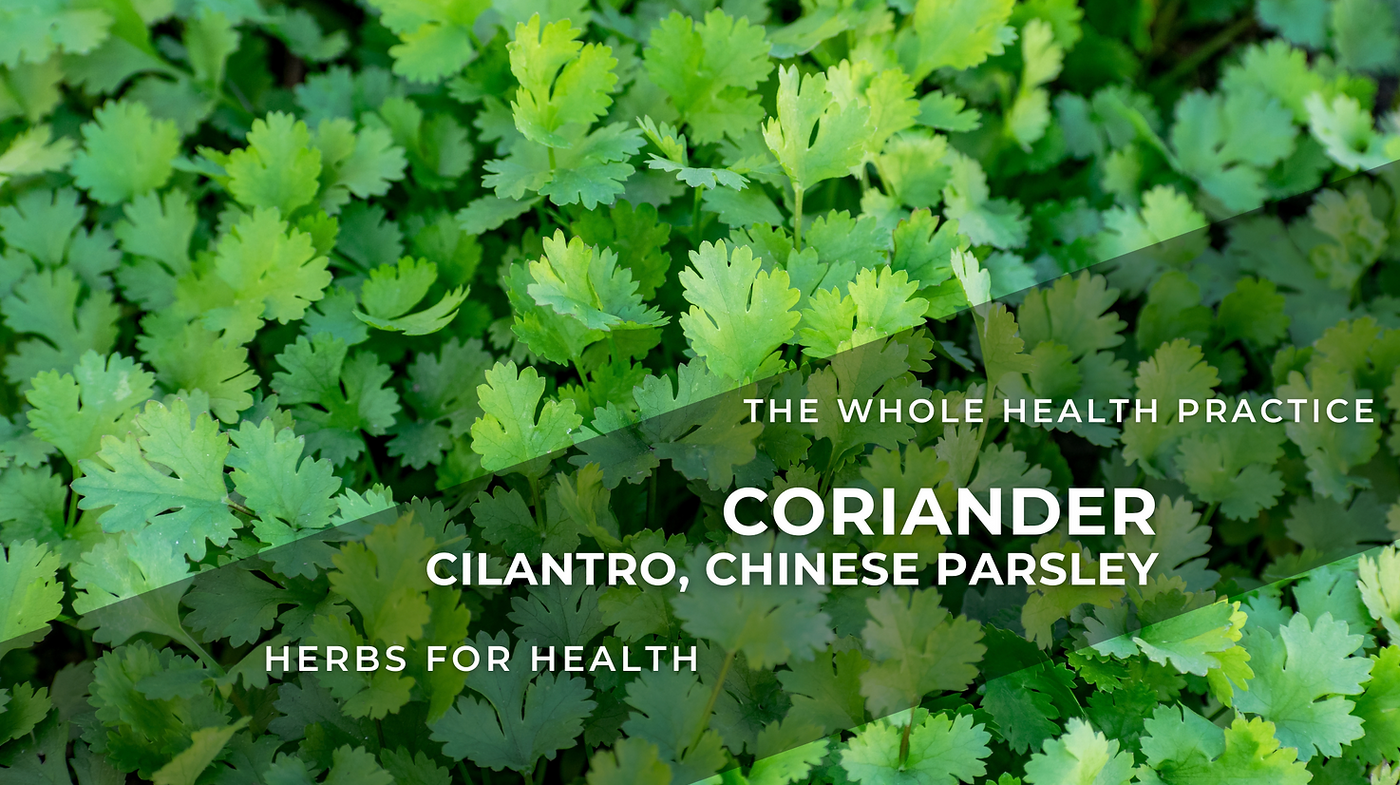 Herbs for Health: Coriander
