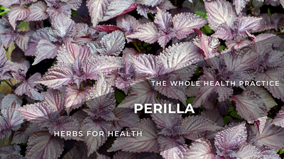 Herbs For Health: Shiso – Perilla Frutescens
