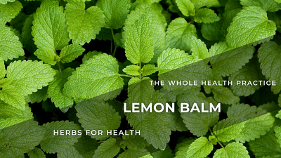 Herbs for Health: Lemon Balm – Melissa Officinalis