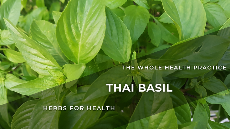 Herbs for Health: Thai Basil – Ocimum Basilicum