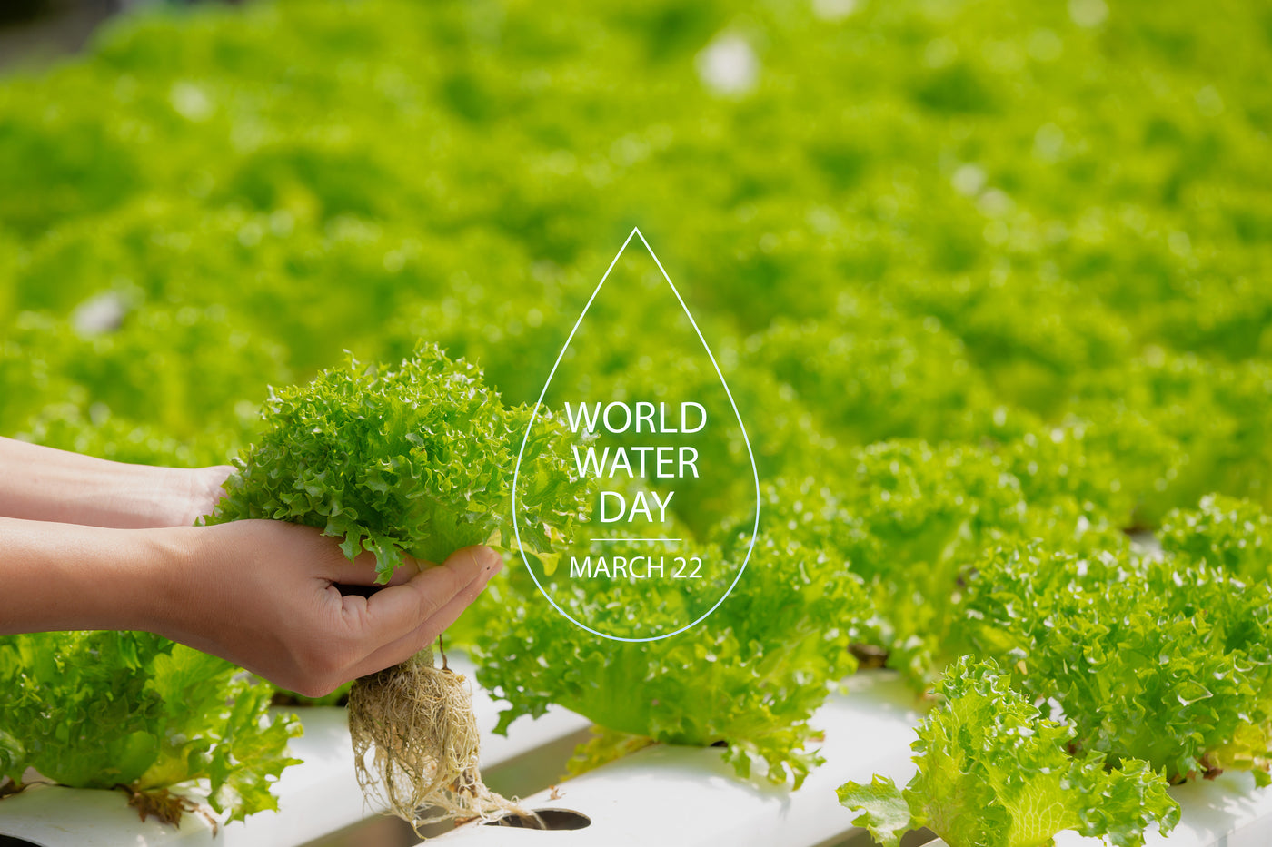 World Water Day '23: Sustainable Hydroponic Farming