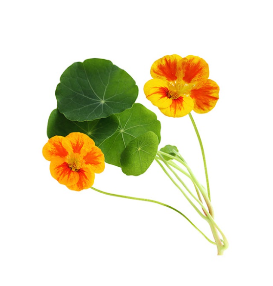 Nasturtium