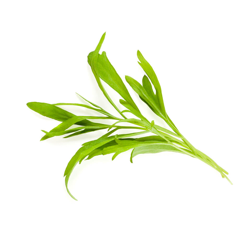 French Tarragon