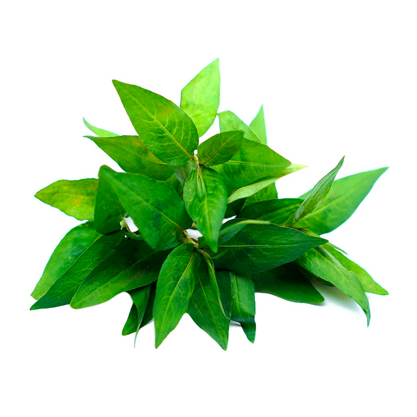 Vietnamese Coriander