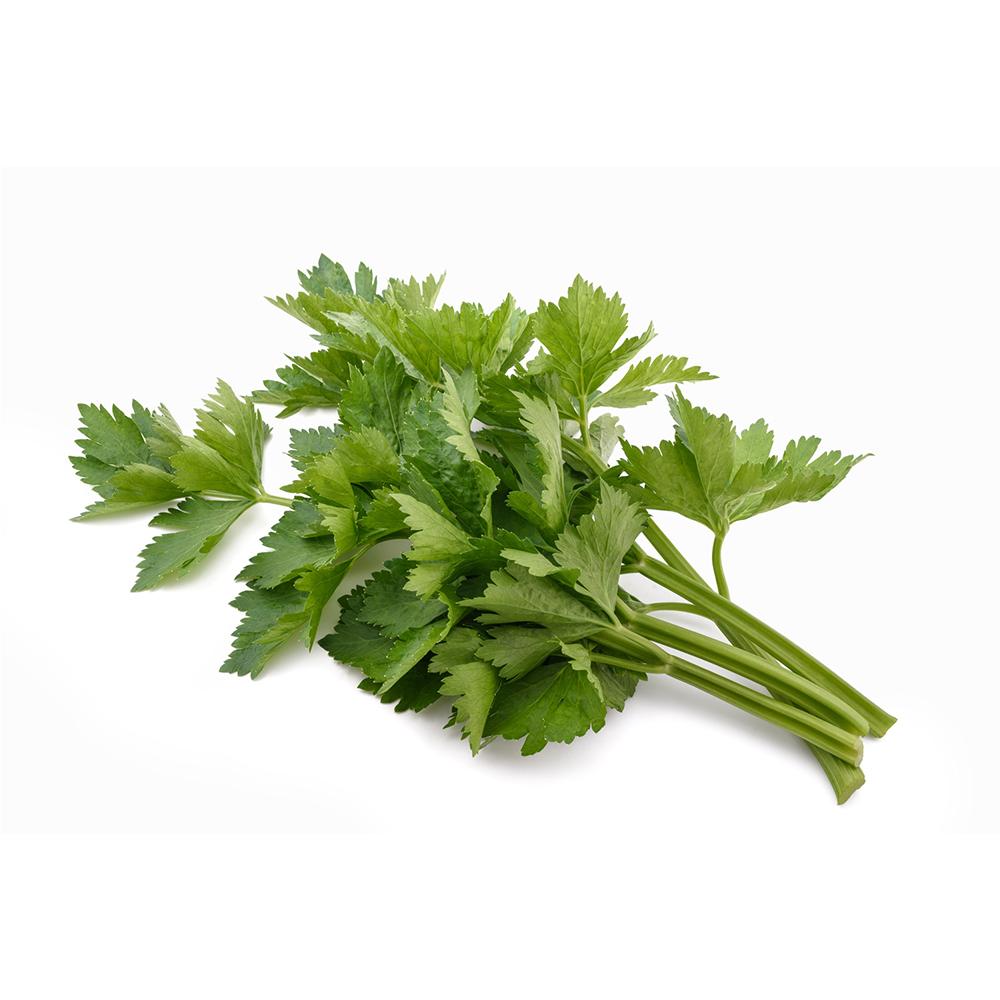 Celery Leaf