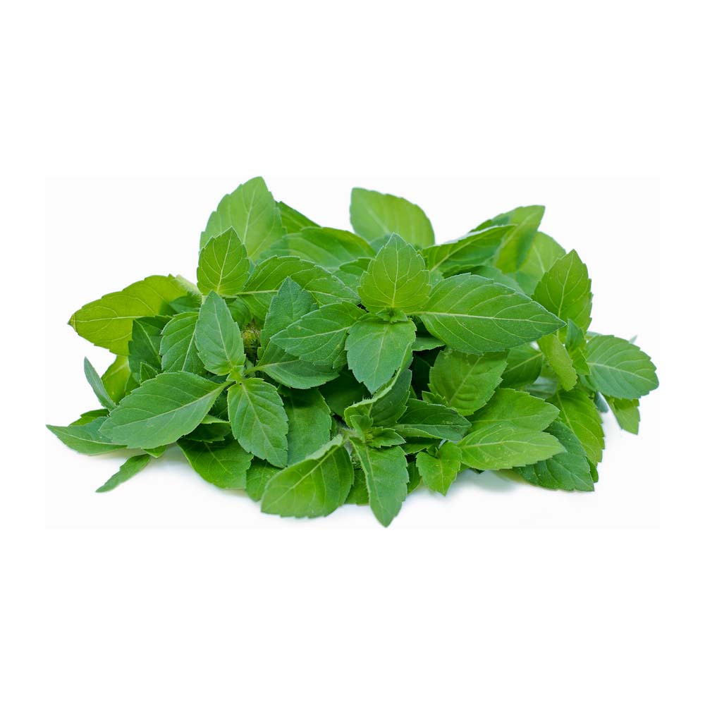 Basil