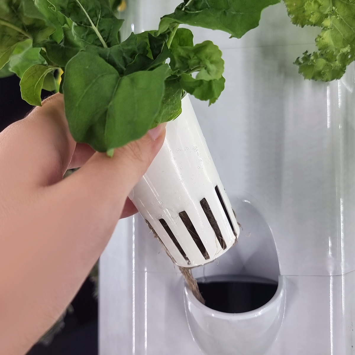 Home | Aerospring Hydroponics