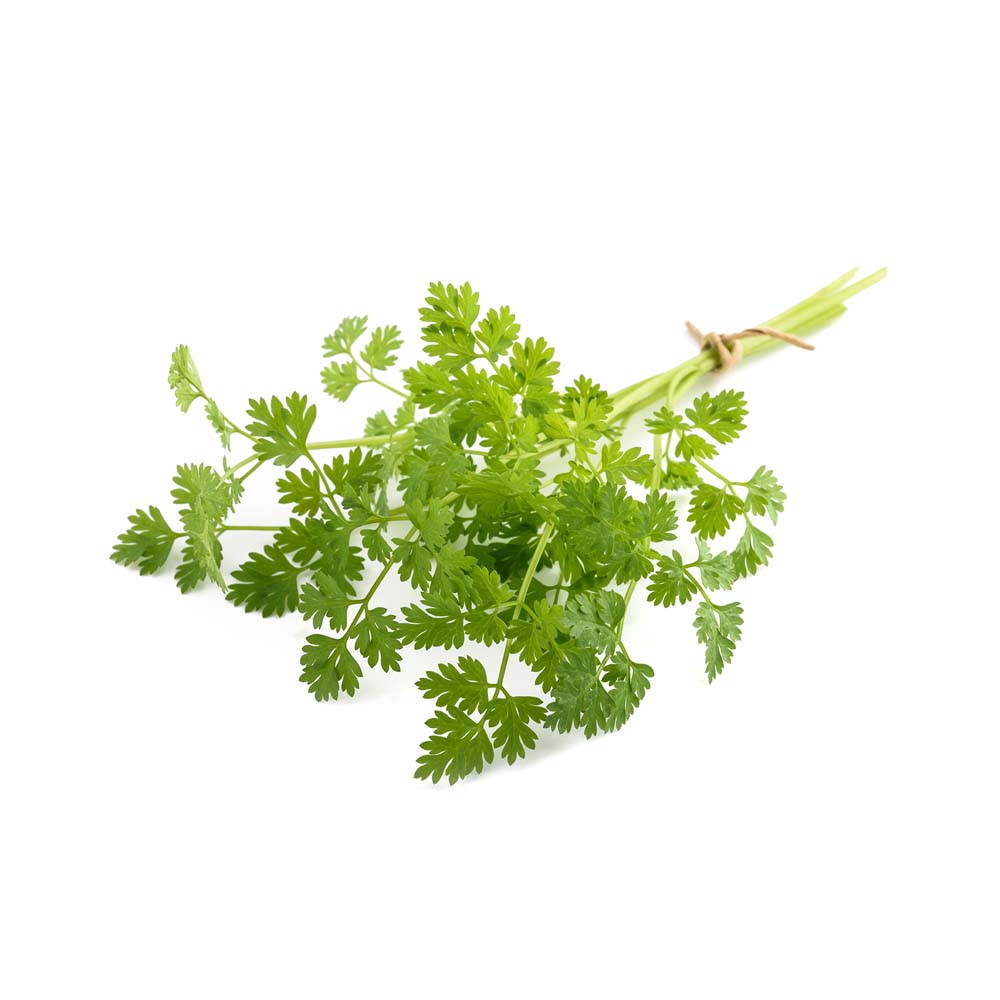 Chervil