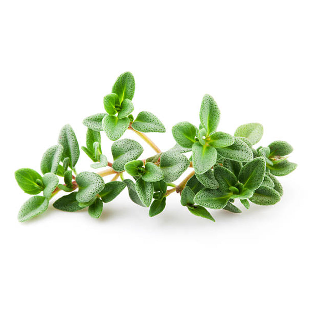 Thyme